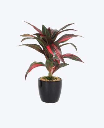 dracaena bonsai plant