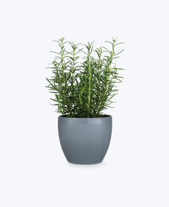 fresh herb rosemary