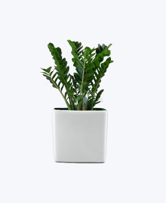 Emerald Zen Plant