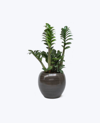 aloe vera succulent plant