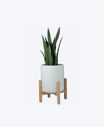 aloe vera succulent plant