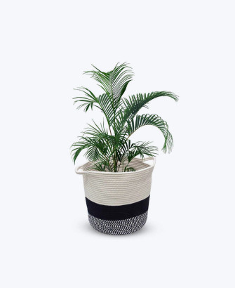 tropical palm breeze