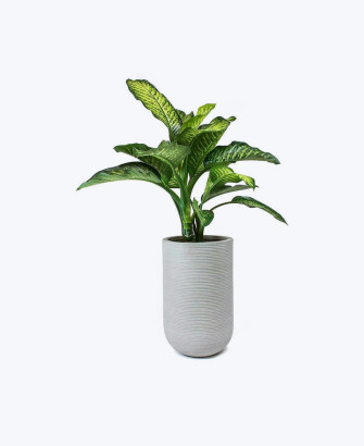 tropical palm breeze
