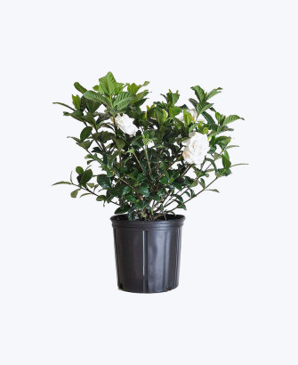 white bloom gardenia