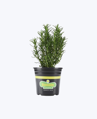 classic kitchen rosemary