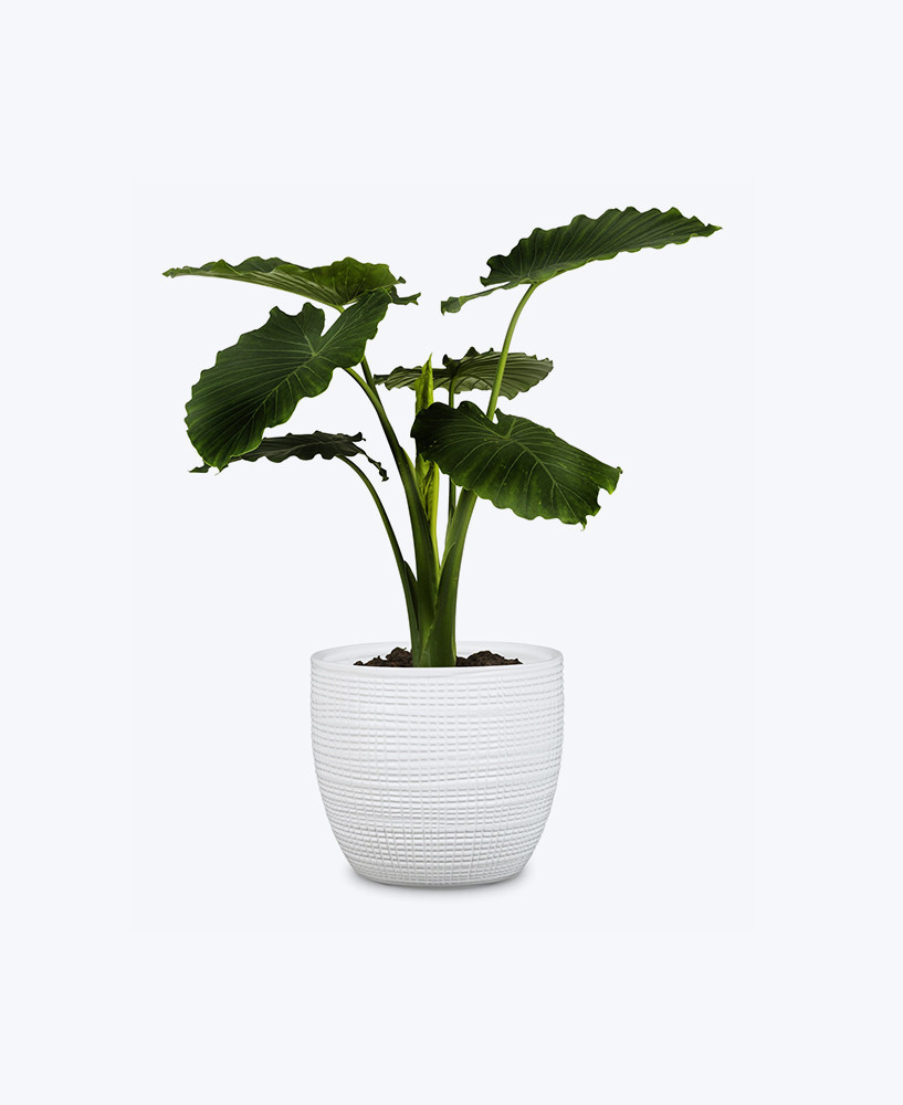 tropical elephant plant