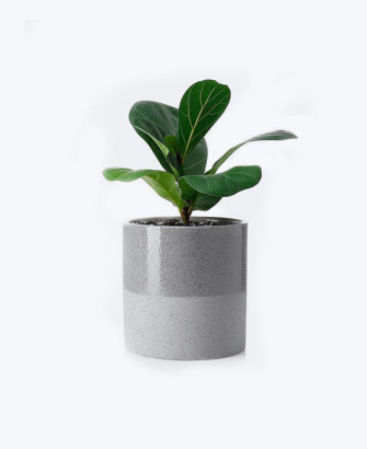 greenaholics fiddle plant