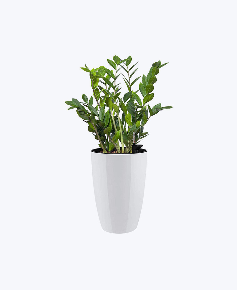 zamioculcas zamiifolia
