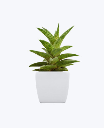 zamioculcas zamiifolia