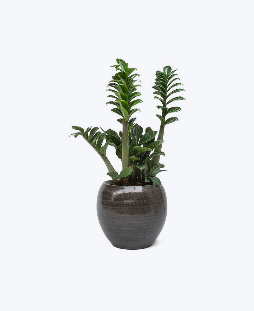 creative farmer indoor