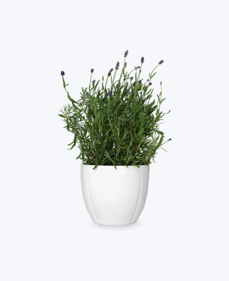 blooming lavender plant