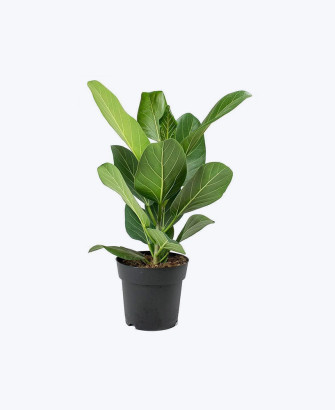 ficus benghalensis audrey