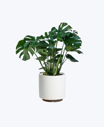 ficus benghalensis audrey